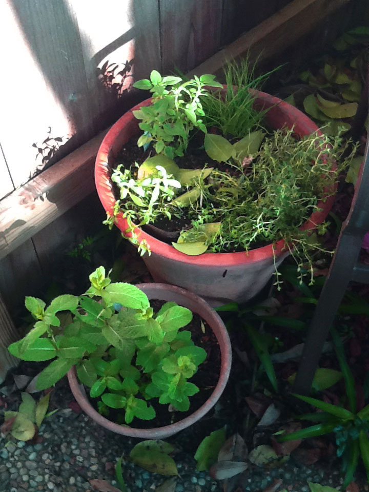 It's a Dog's Life Our little herb farm in Houston