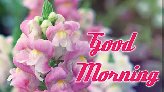 good morning good morning