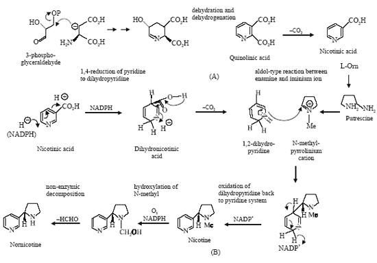 Biosynthesis of Nicotine, Anabasine and Niacin