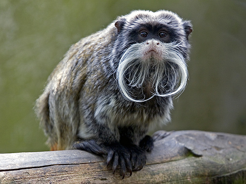 emperor-tamarin.jpg