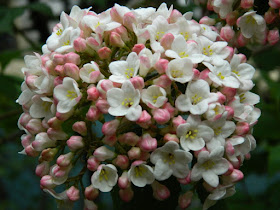 Fragrant Snowball viburnum x carlcephalum bloom detail by garden muses: a Toronto gardening blog 