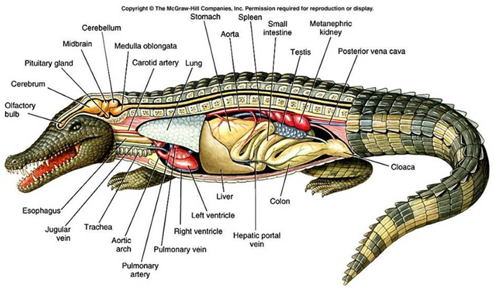 560 Koleksi Gambar Sistem Pencernaan Pada Hewan Reptil Gratis Terbaik