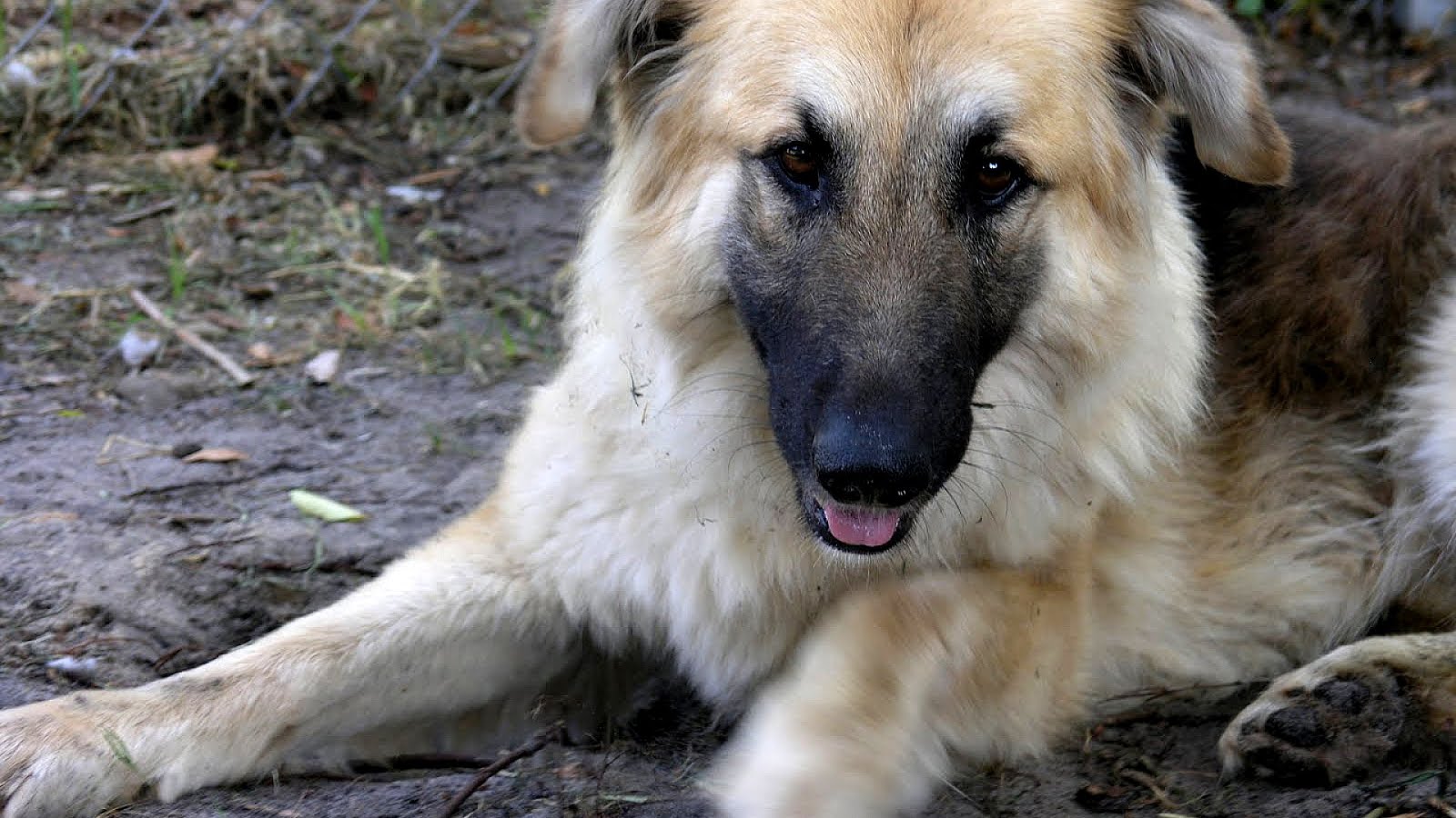 German Shepherd Golden Retriever Mix Puppies German Choices