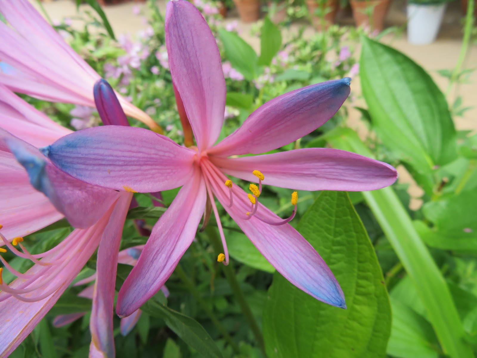 Comfortgardenの花々 リコリス スプレンゲリー