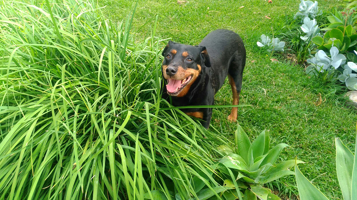 How to Create a Sensory Garden for your Dog Australian Dog Lover
