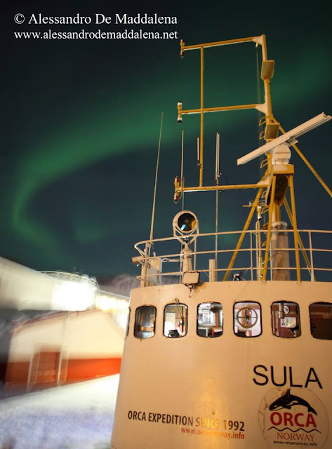 Orques de Norvège - Les aurores boréales