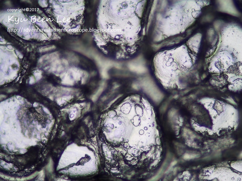 MicroWorld cooked dried egg white