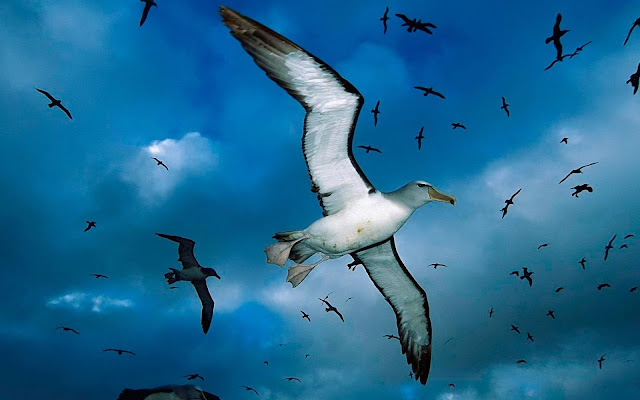 Photo of flying seagulls