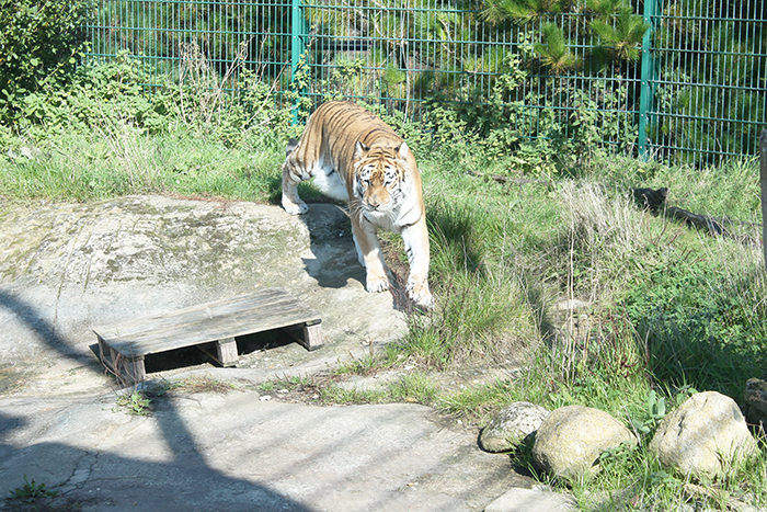 Tigers at Isle of Wight Zoo