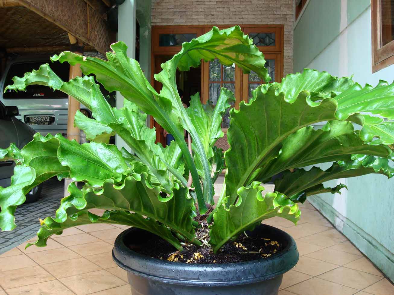 Bungaanthurium jpg (1306x979)