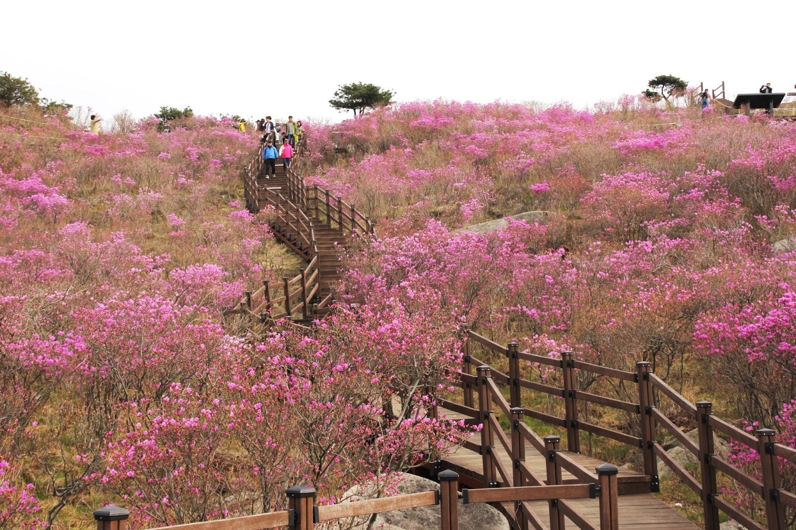 When Will This Year’s Spring Flowers Bloom in Daegu, South Korea? 2016