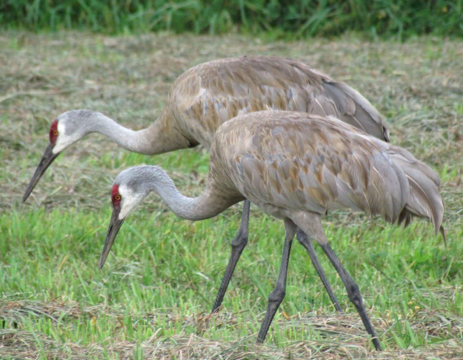Scene Through My Eyes Sandhill Cranes in Wisconsin