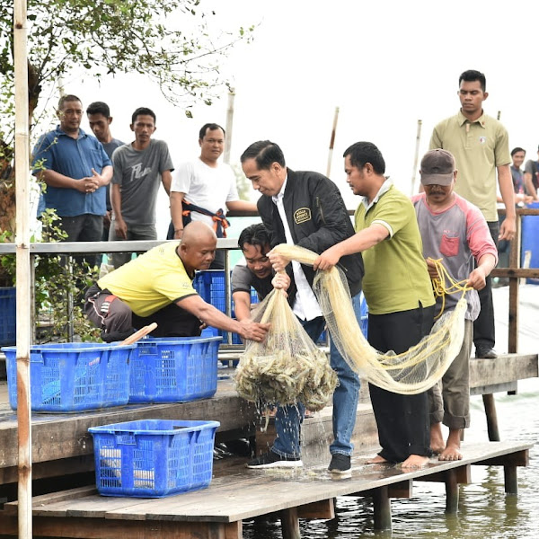 Mengintip Panen Raya Udang Vaname di Muara Gembong