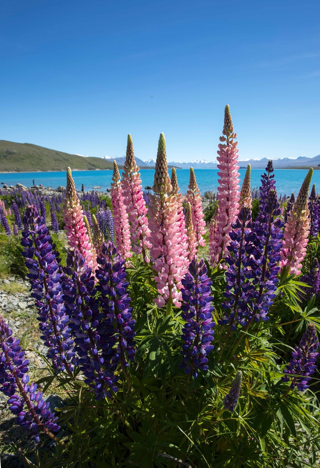 A Kiwi at the camera The infamous Lake Tekapo Lupins
