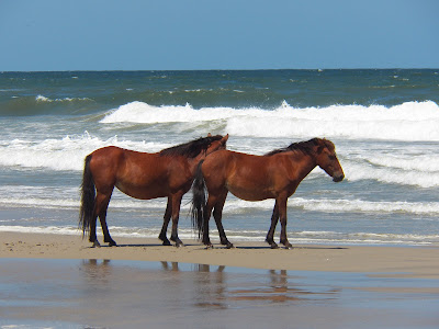 Watching wild horses on the beach