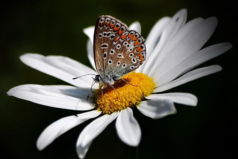 High Quality Flowers Collections HD Desktop Wallpaper Collections