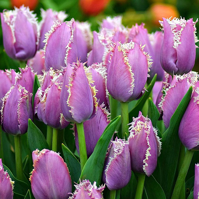 hoa tulip hồng, tím đẹp nhất 11