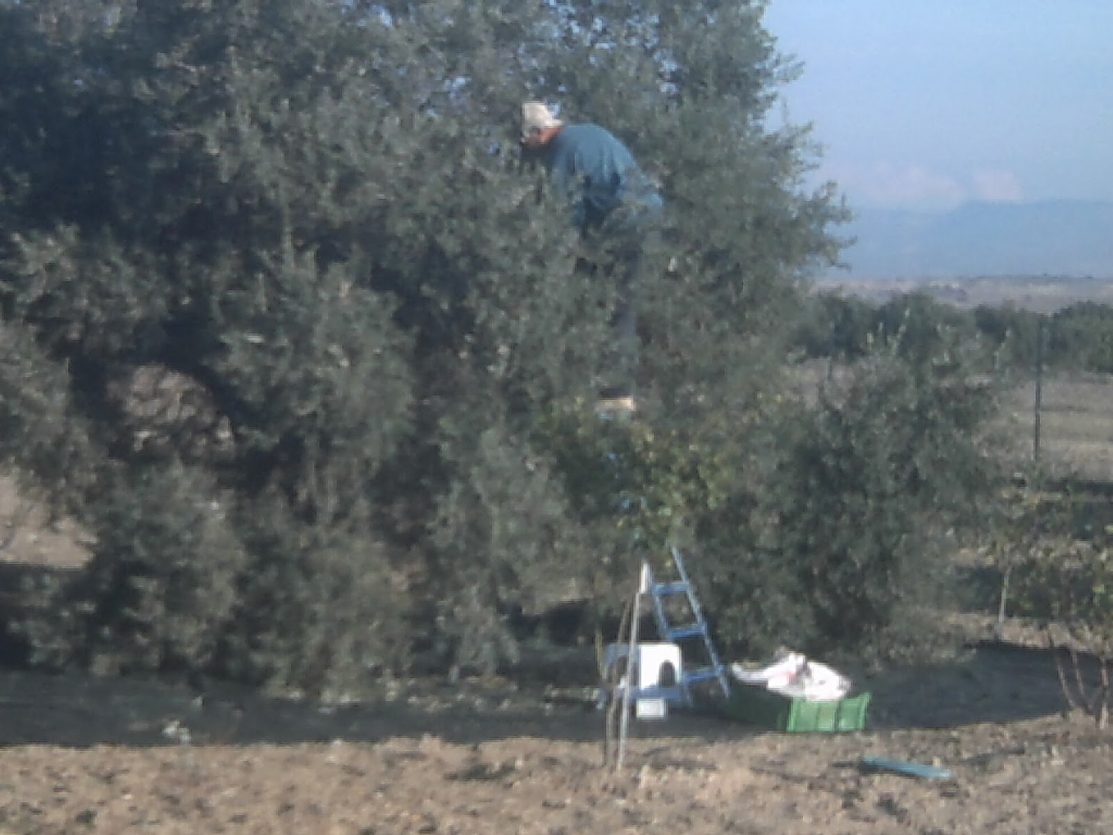 Joe & Di's Allotments & Kitchen Garden How to propagate olives trees