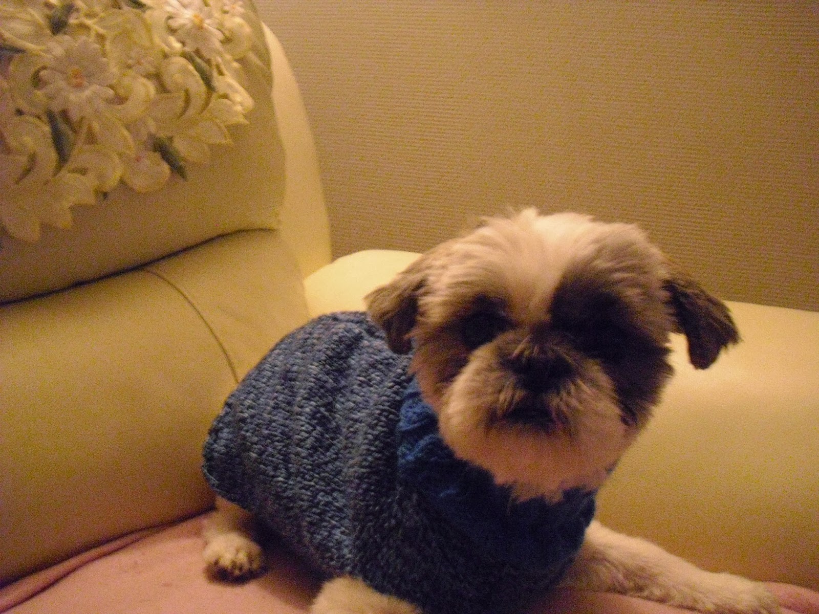 tricot manteau petit chien