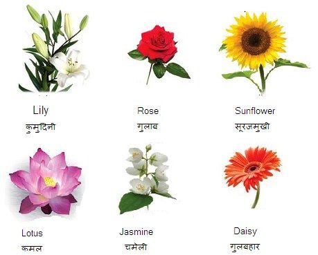Flowers Name in Hindi And English 