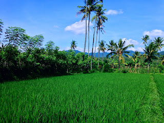 green rice fields scenery in the sunny day