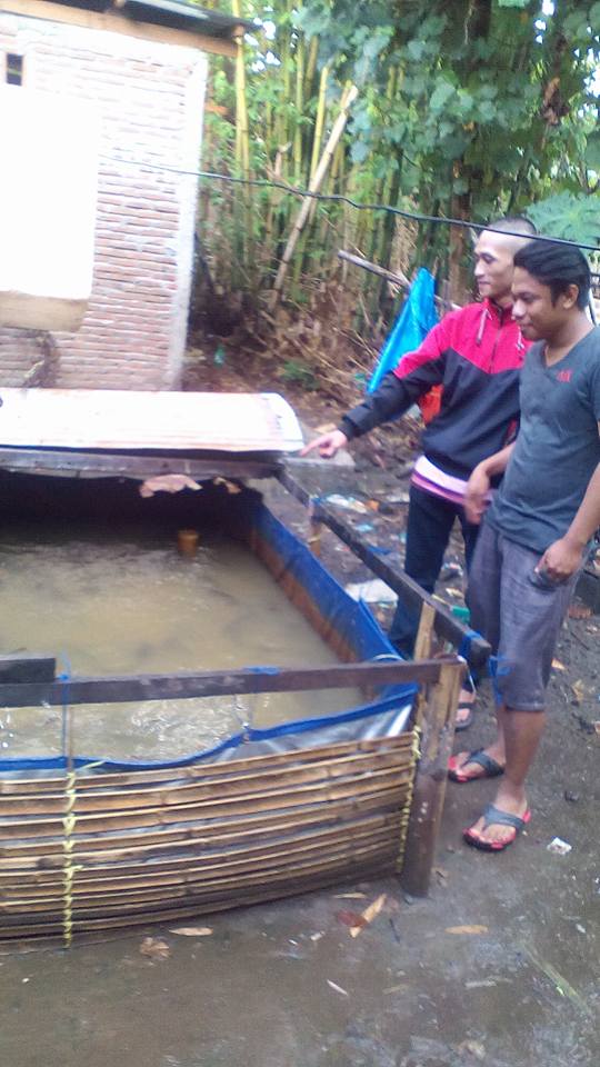Jual Ikan Lele Budidaya Ala Makassar