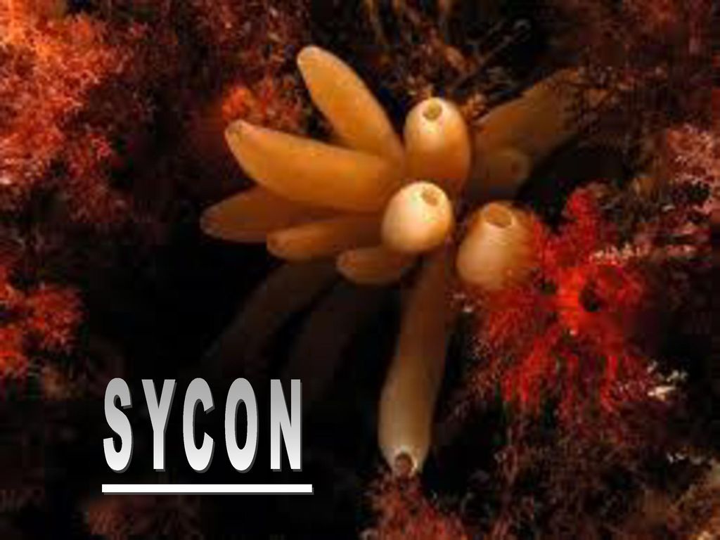 What are the Important features of Sycon