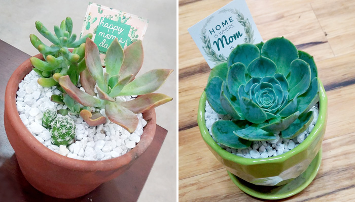 MOTHER'S DAY CREATIVE AND PRACTICAL GIFT IDEA: SAY IT WITH SUCCULENTS