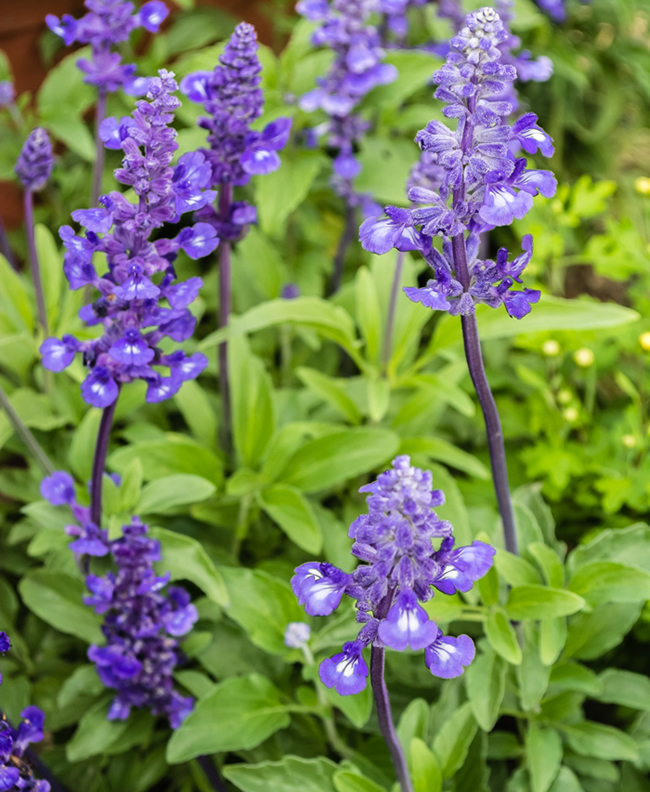 Blooming sage