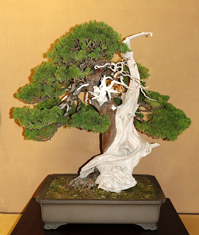 Yamabonsai ThrowBack & reblogged of a 800 year old tohoku Juniper