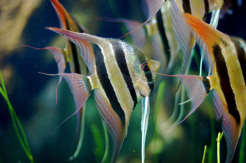 Freshwater Tropical Aquarium Fish Angelfish