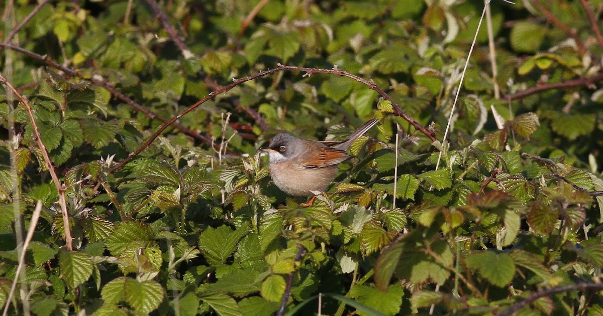 Dorset Birds: Sightings - Monday 8th May 2017