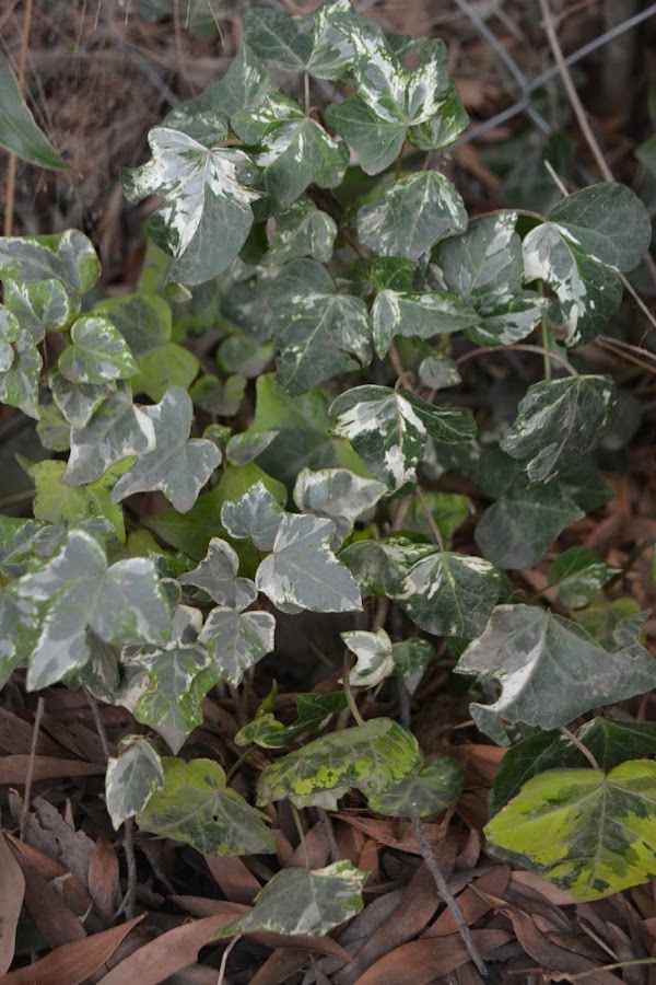 Hiedras. Hedera helix. Cubresuelo, trepadora y sombra.