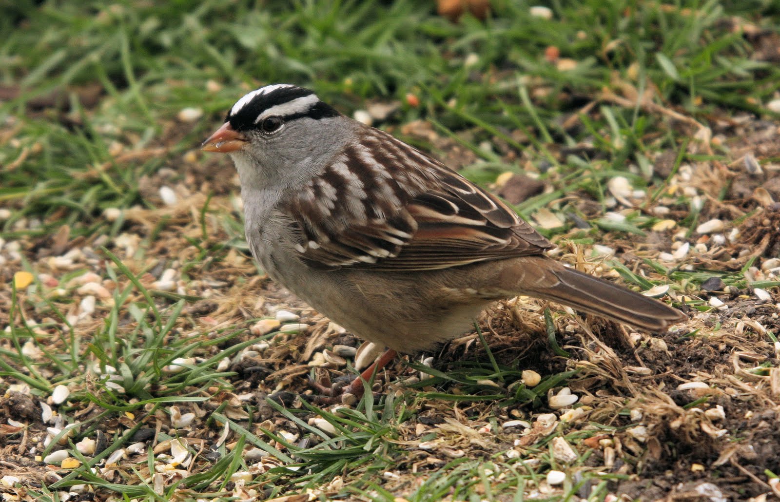 Birds List: local & backyard birds