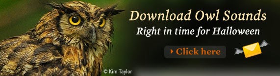 owl sounds owl sounds