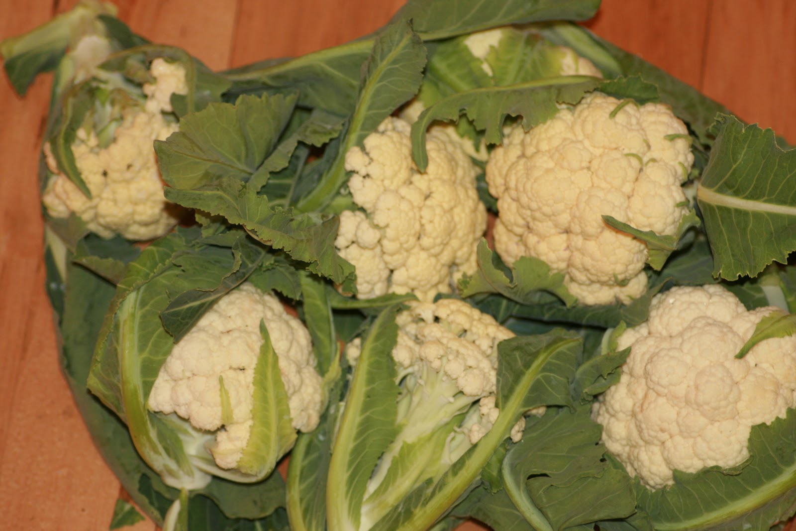 Allotment From Plan to Plot to Platter Interesting things to do with