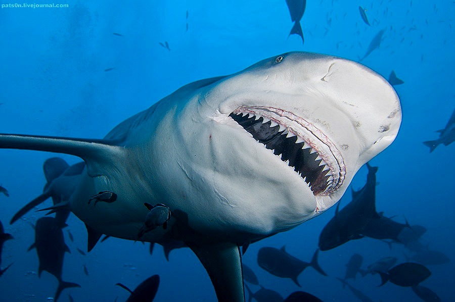 The Best Shark Dive in the World!: Bull Shark vs hooked Shark!