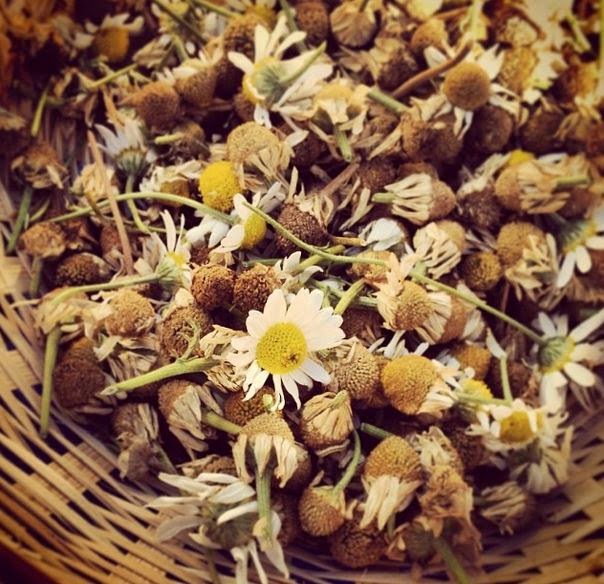 Organic Camomile Flowers Photo Credit: Lucy Corry/The Kitchenmaid