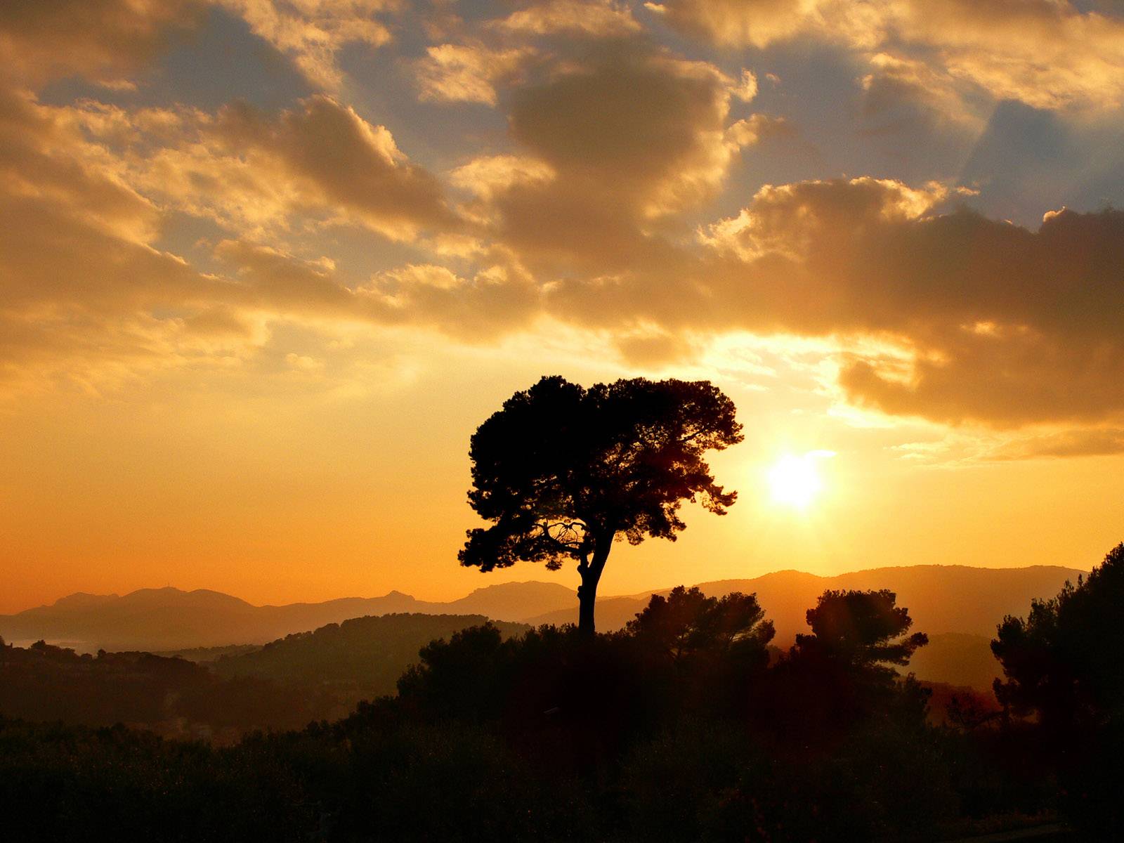 http://3.bp.blogspot.com/-IgIWgdatiUM/TWAhbWOPcHI/AAAAAAAAAAM/EszfaabGg1s/s1600/vista-wallpaper-sunset-tree.jpg
