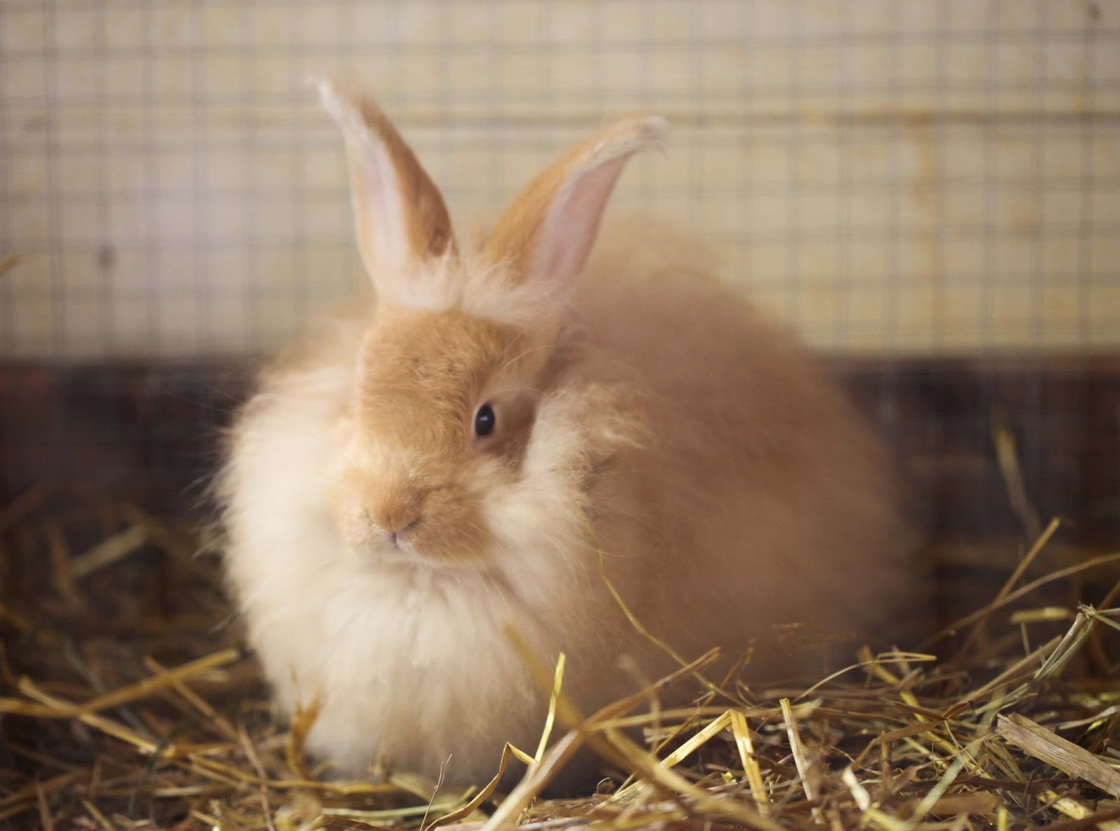 wool giving animals Scribd india