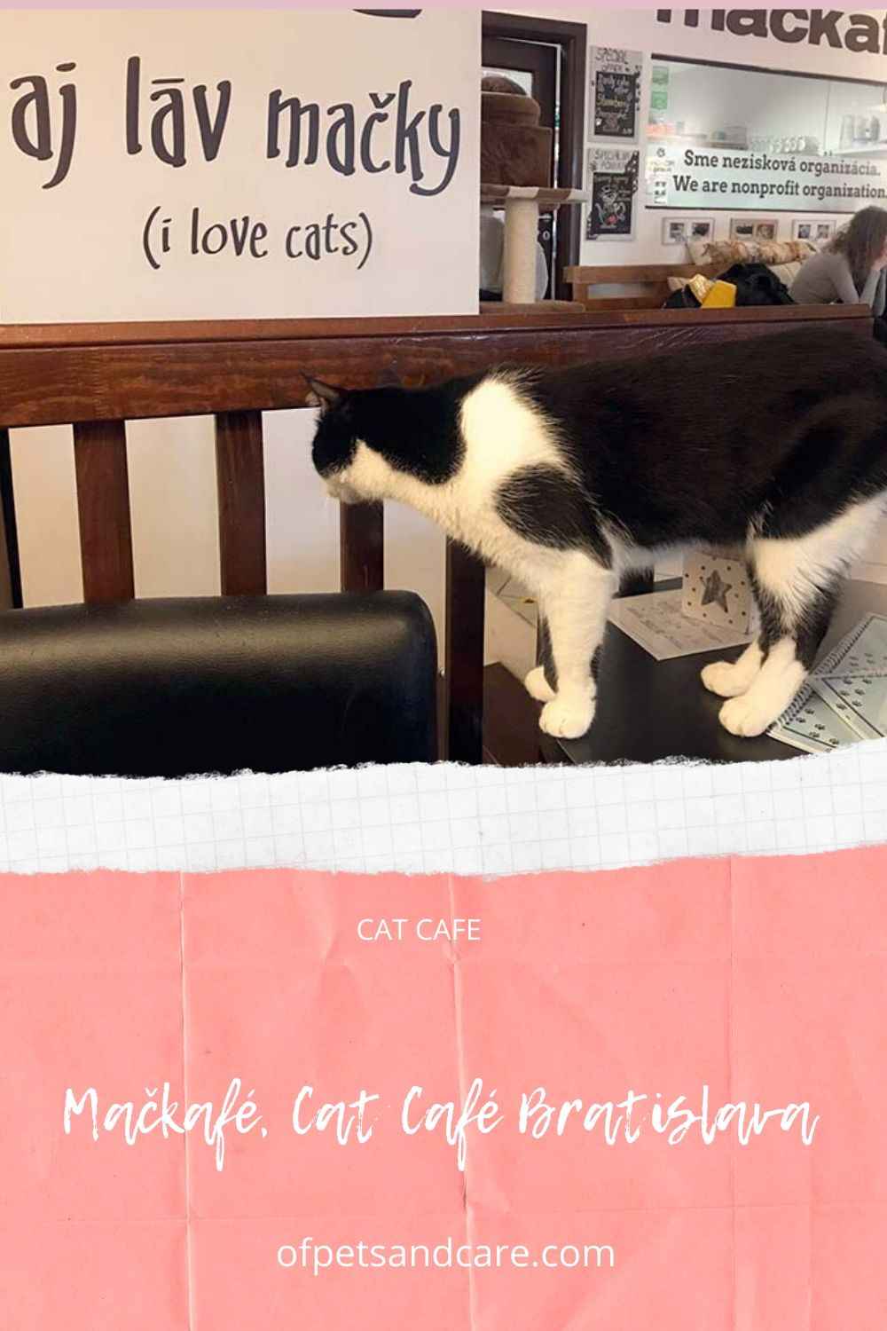 Mačkafé, Cat Café Bratislava