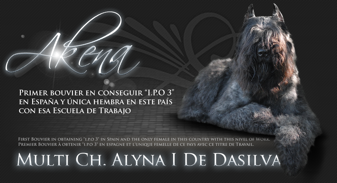 Bouvier de Flandes: ALYNA I DE DASILVA "un beau bouvier des flandres"