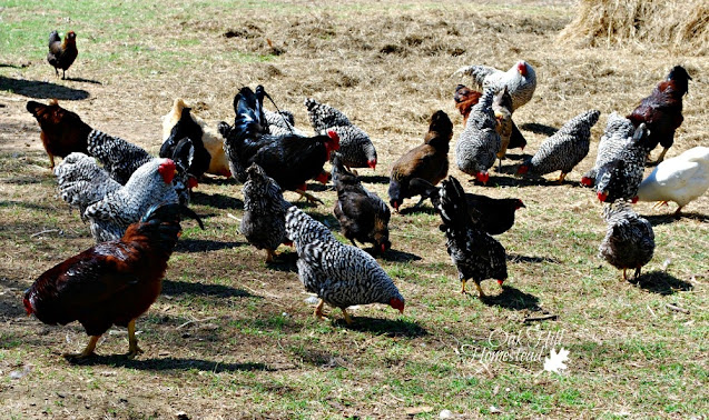 A flock of mostly-black chickens free ranging in the backyard of a home.