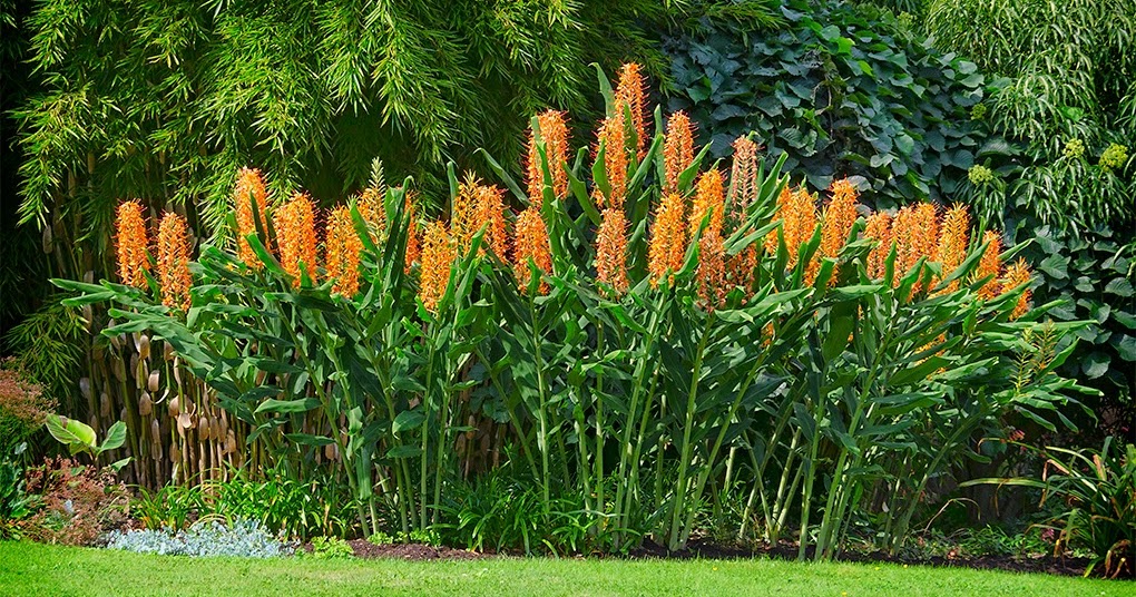 How To Grow The Ginger Lily From Seed The Garden Of Eaden