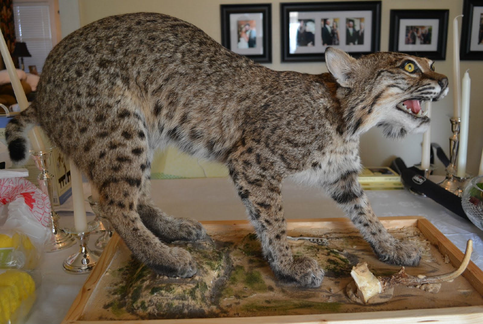 The Wild Life Bobcat Mount