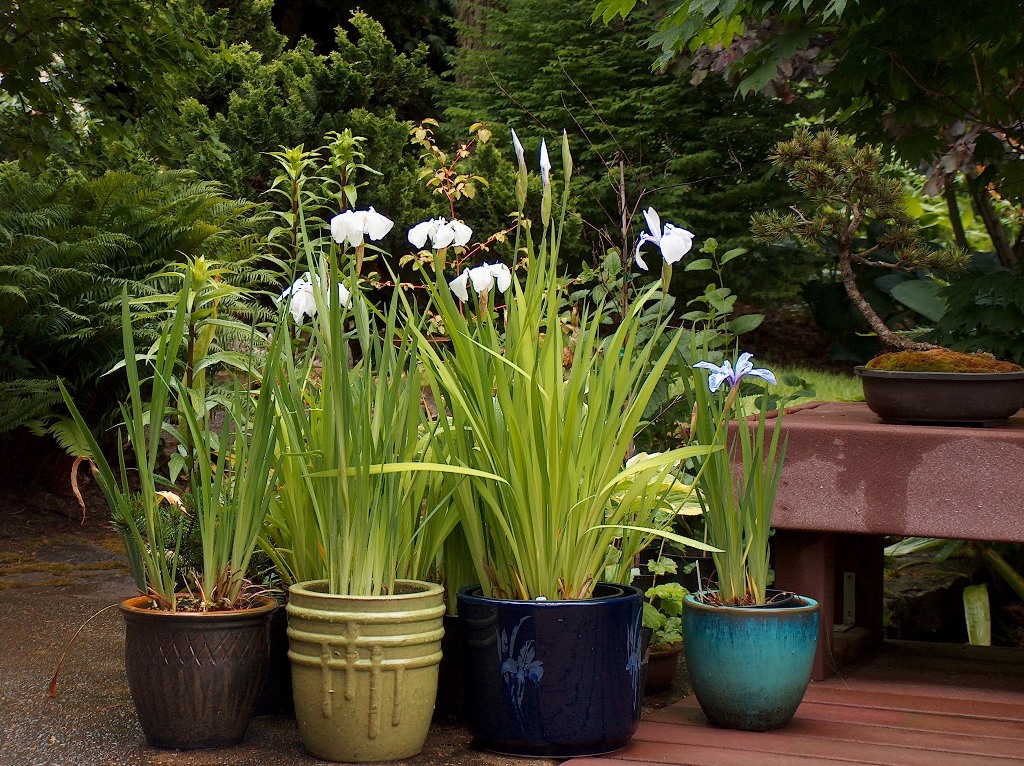 World of Irises Iris ensata, Iris laevigata and Pseudata in Containers