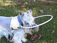 cães cegos cães cegos