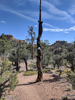Spiral Scorched Tree Trunk (Is this caused from Lightening?) Arches Hike Bryce Canyon Utah