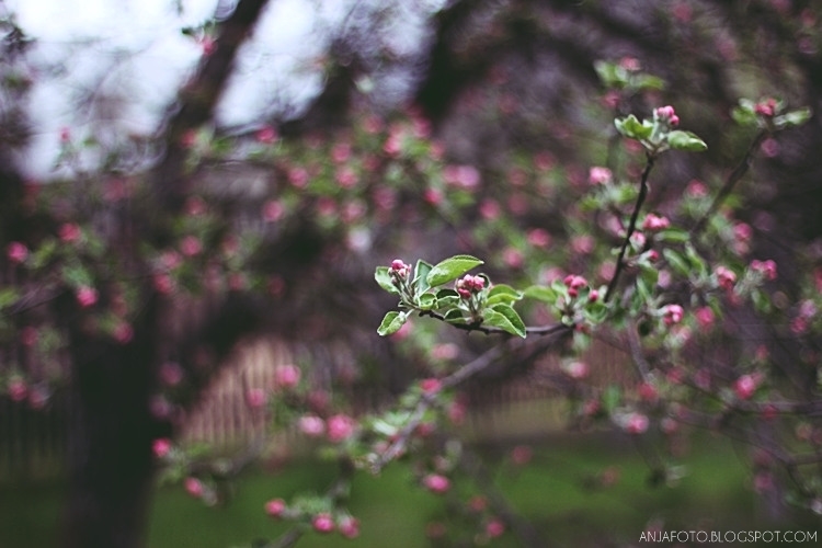 jabłoń, kwitnąca jabłoń, fotografia przyrodnicza, canon 50 1.4, bokeh, rozmazany bokeh