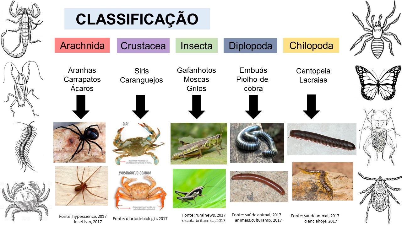 Pibid Biologia Vinhedos ATRÓPODES 7º ano Pibid Biologia Vinhedos ATRÓPODES 7º ano